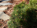 Pinus mugo Grune Welle IMG_0286 Sosna kosodrzewina